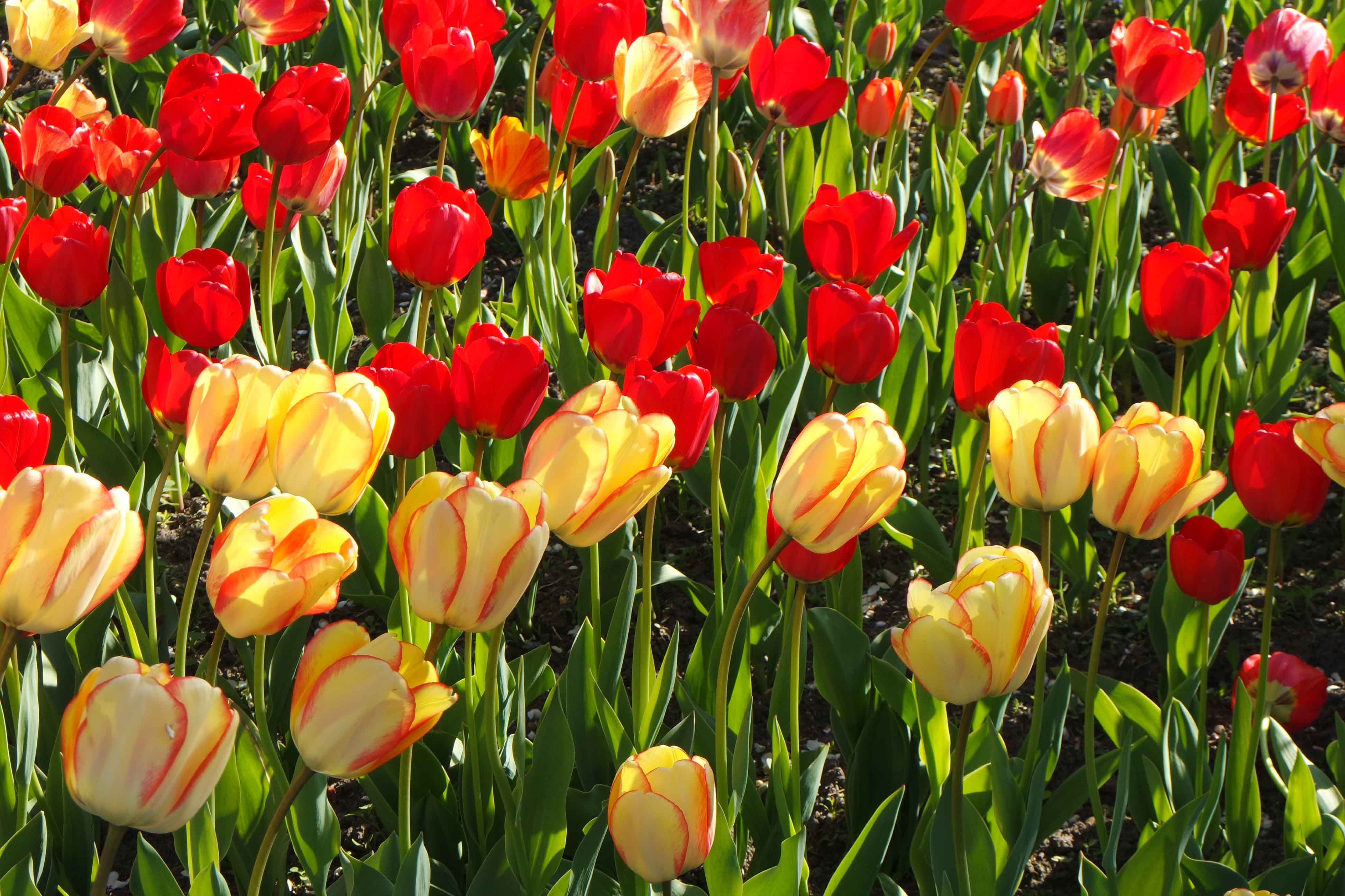 Visit the Tulips! at Britzer Garten, Berlin Middle Europe